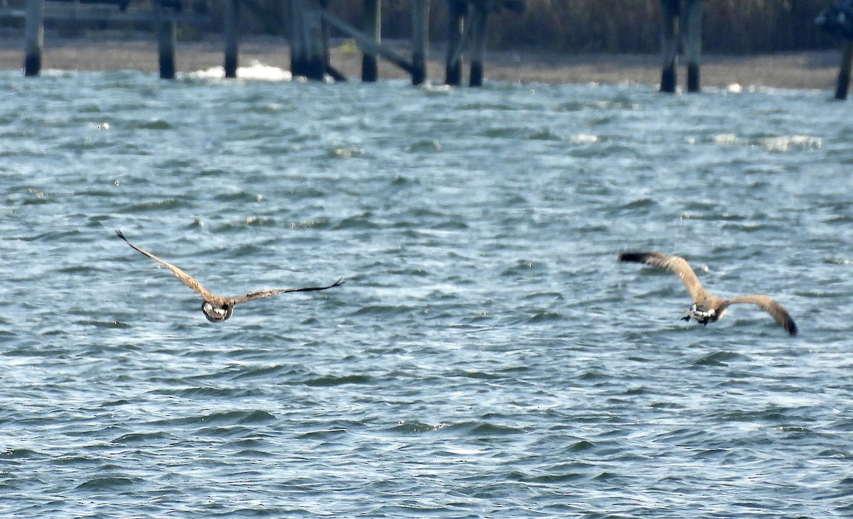 Canada Goose - ML642725377