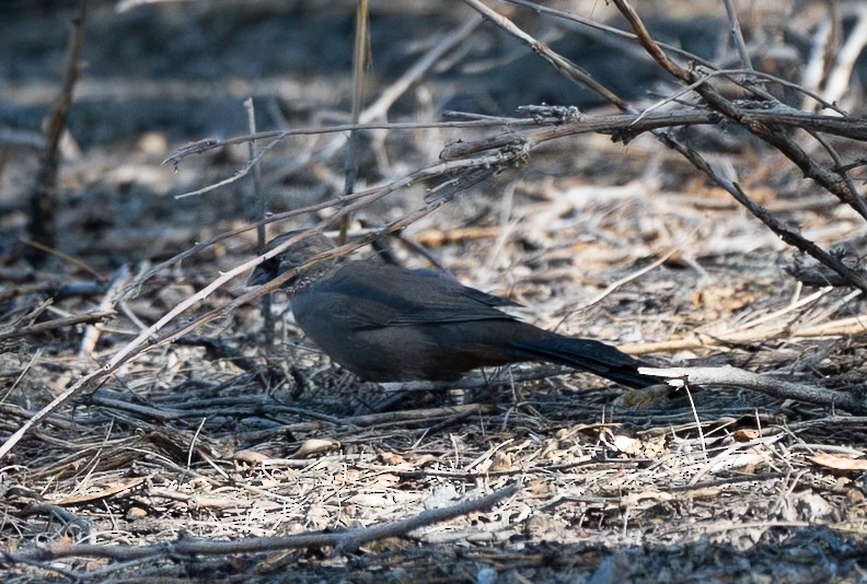 Abert's Towhee - ML642725378