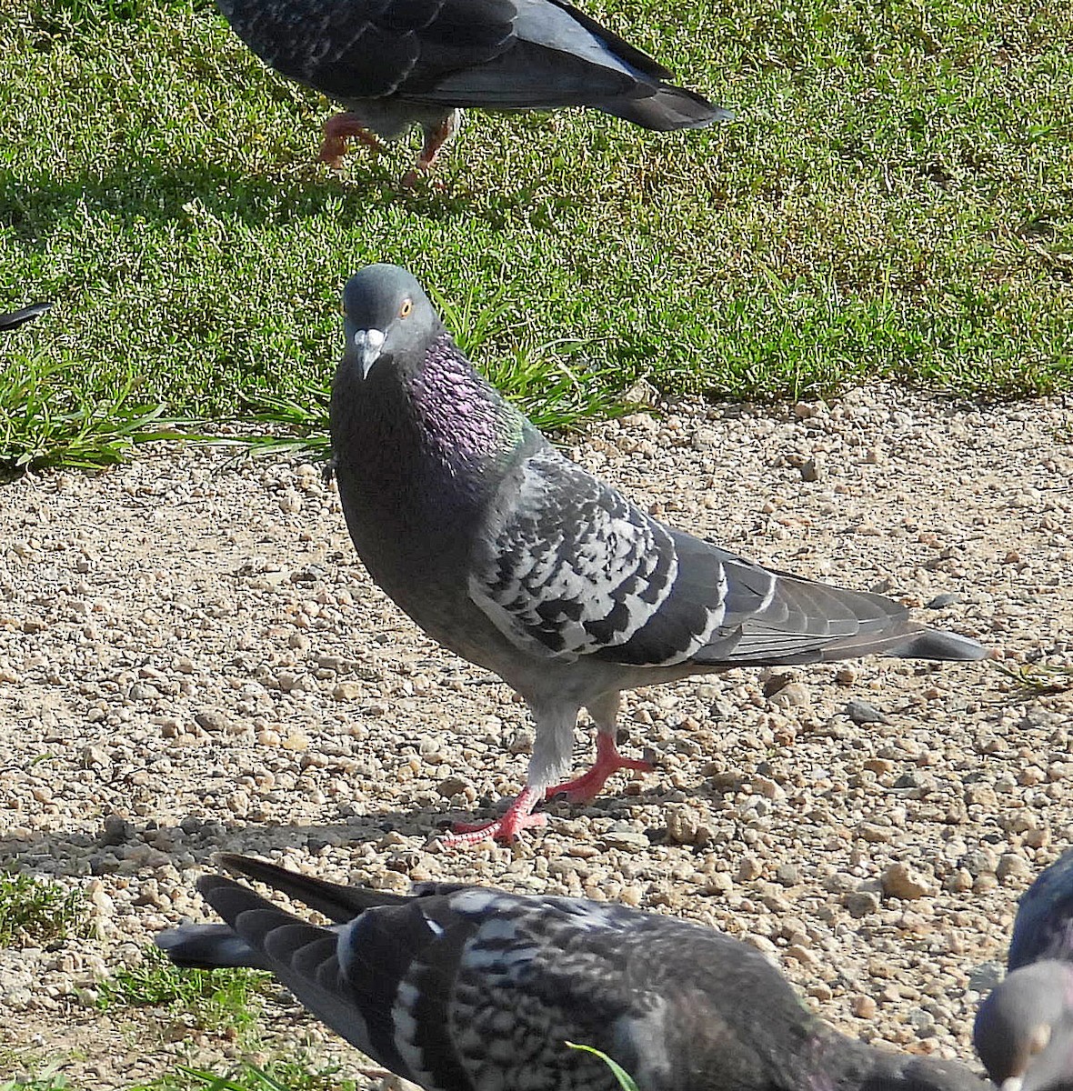 Rock Pigeon (Feral Pigeon) - ML642725389
