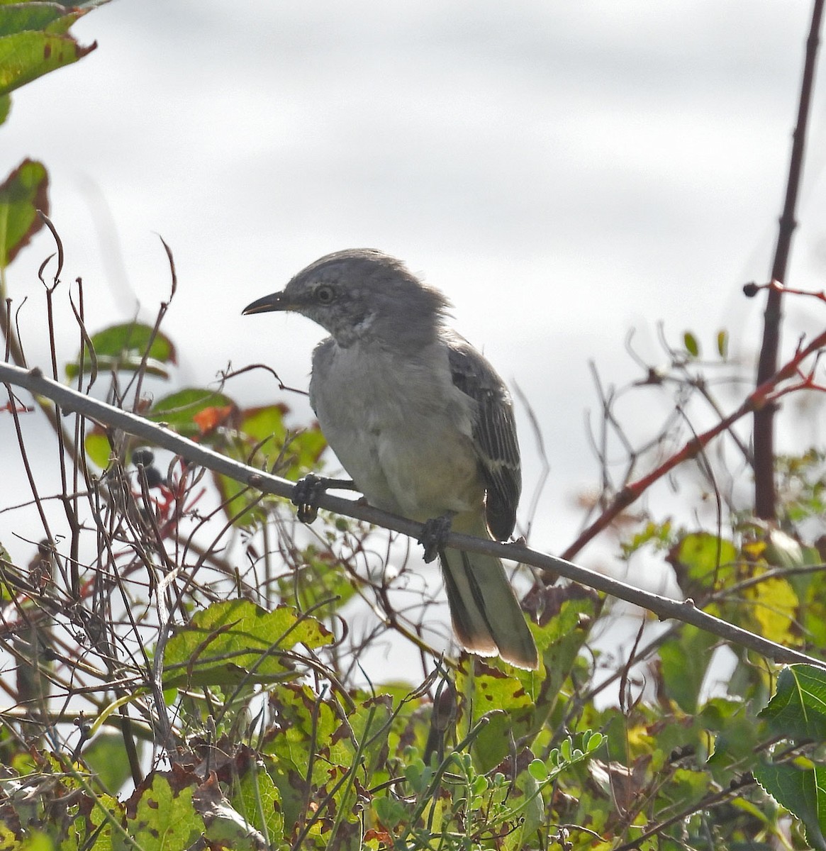 Northern Mockingbird - ML642725394