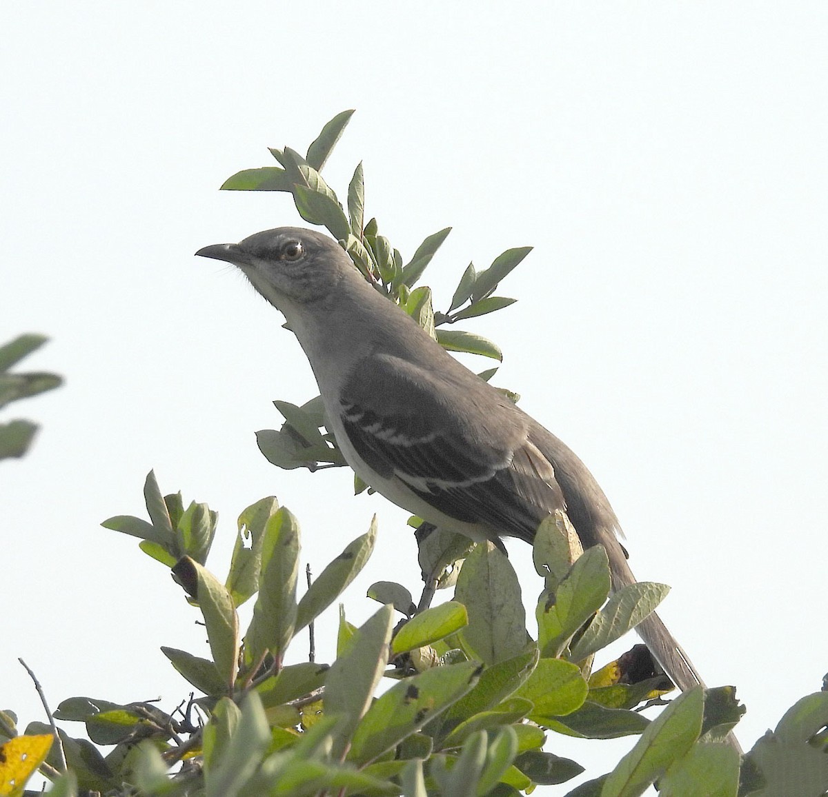 Northern Mockingbird - ML642725395