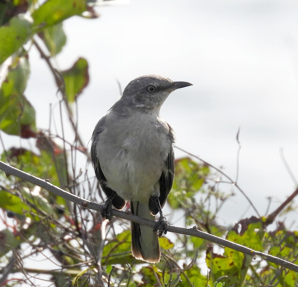 Northern Mockingbird - ML642725396