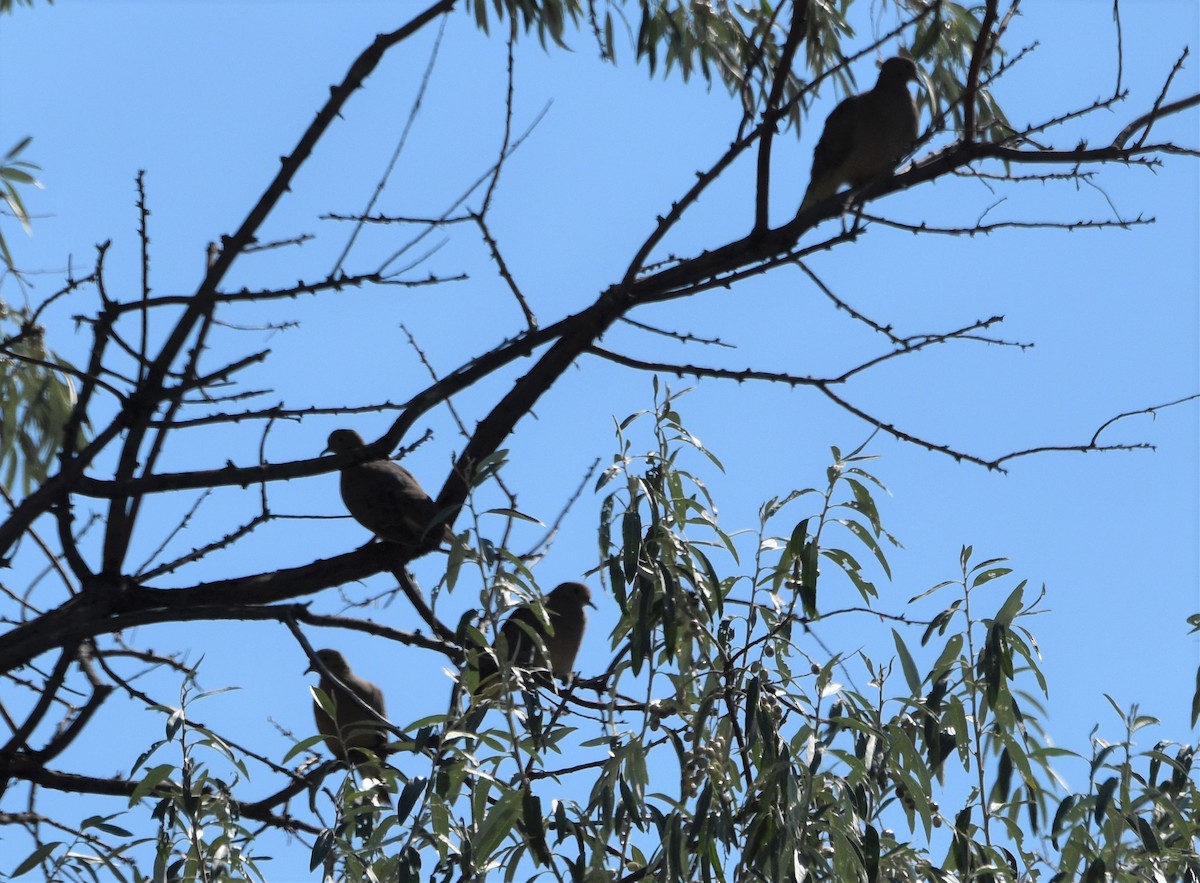 Mourning Dove - ML642725398