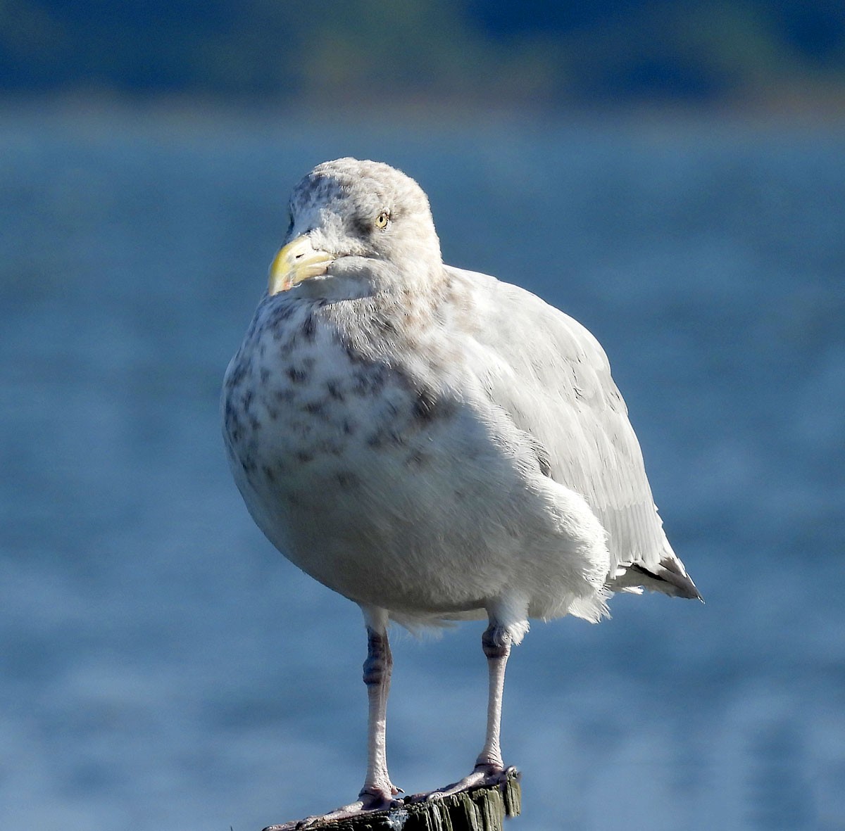 American Herring Gull - ML642725399