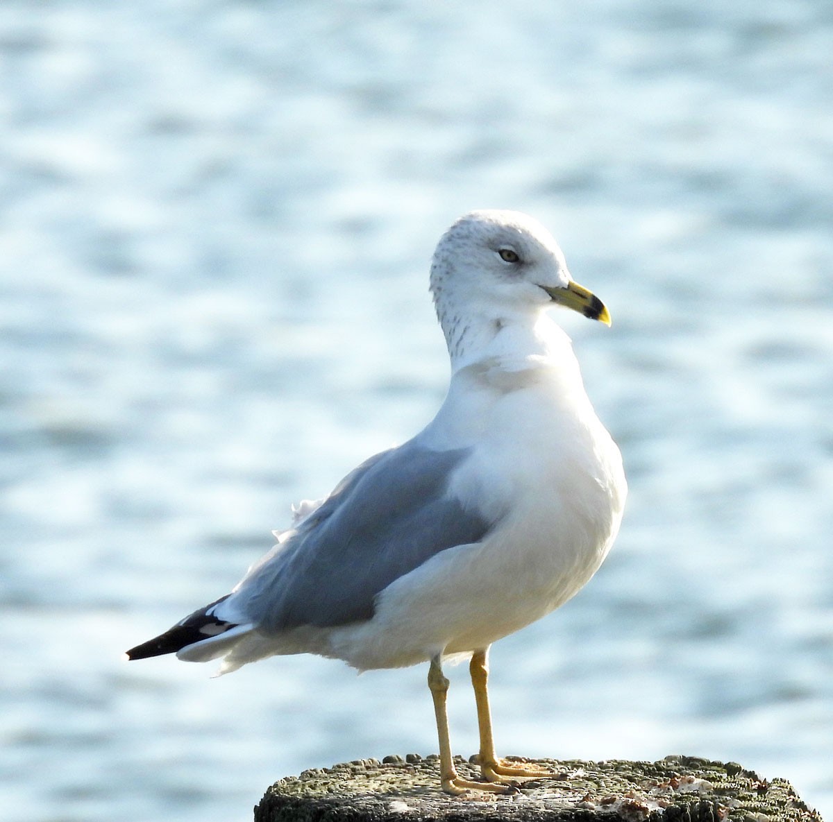 Ring-billed Gull - ML642725402