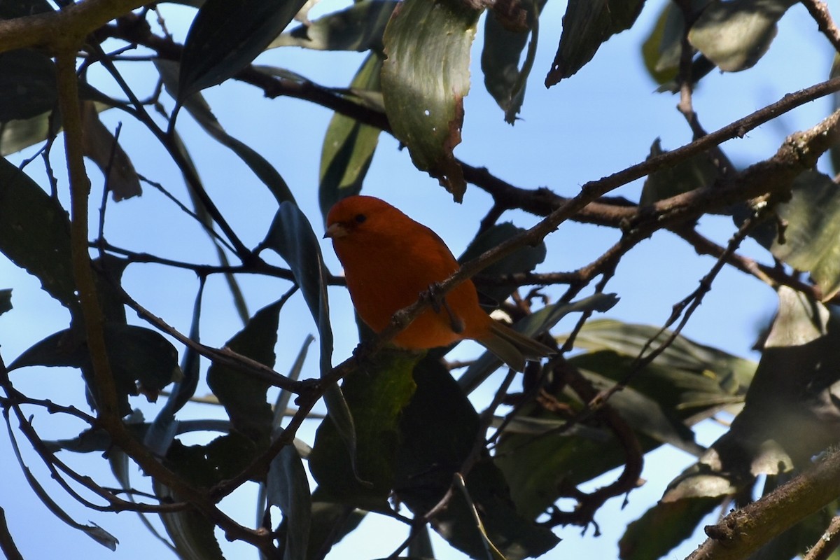 Hawaii-Akepakleidervogel - ML642725403
