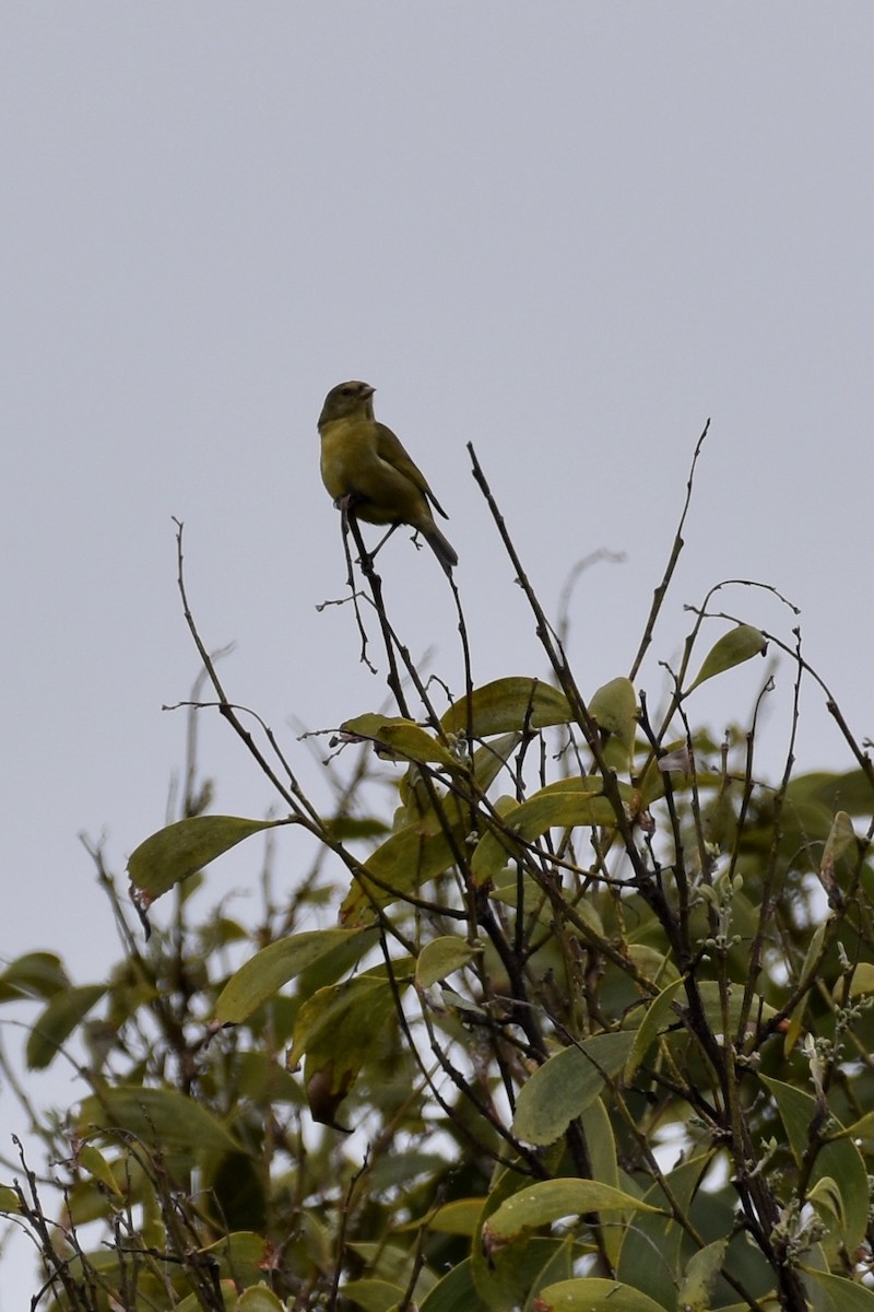 Hawaii-Akepakleidervogel - ML642725404