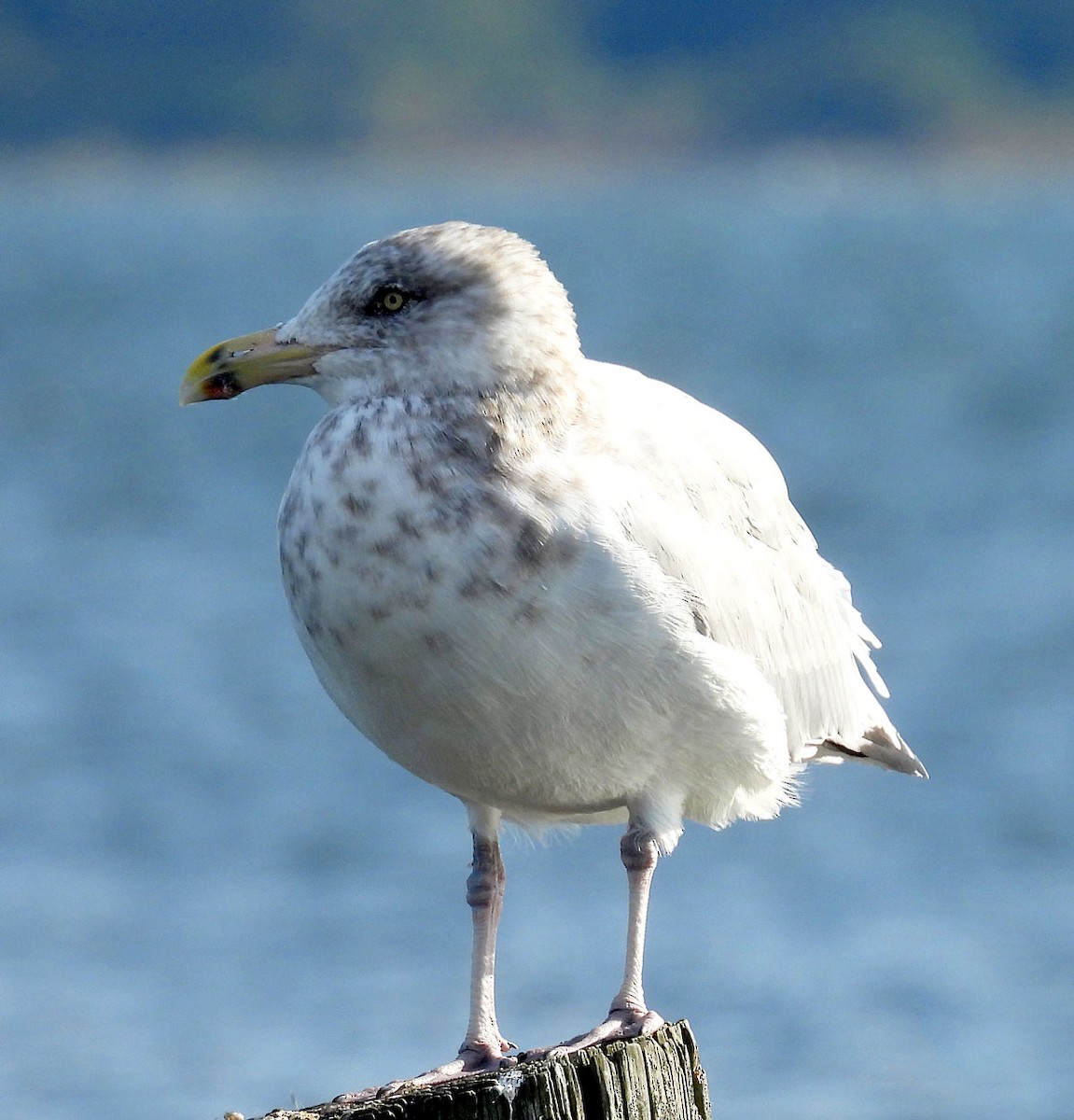 American Herring Gull - ML642725405