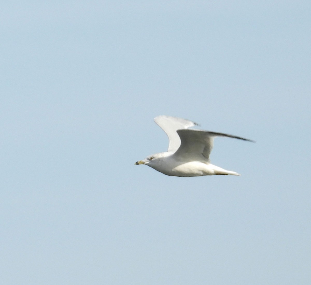 Ring-billed Gull - ML642725408