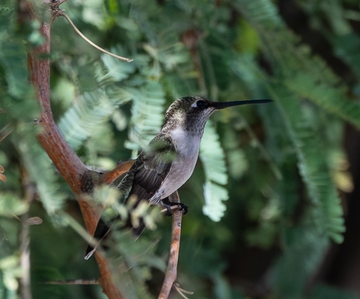 Black-chinned Hummingbird - ML642725409