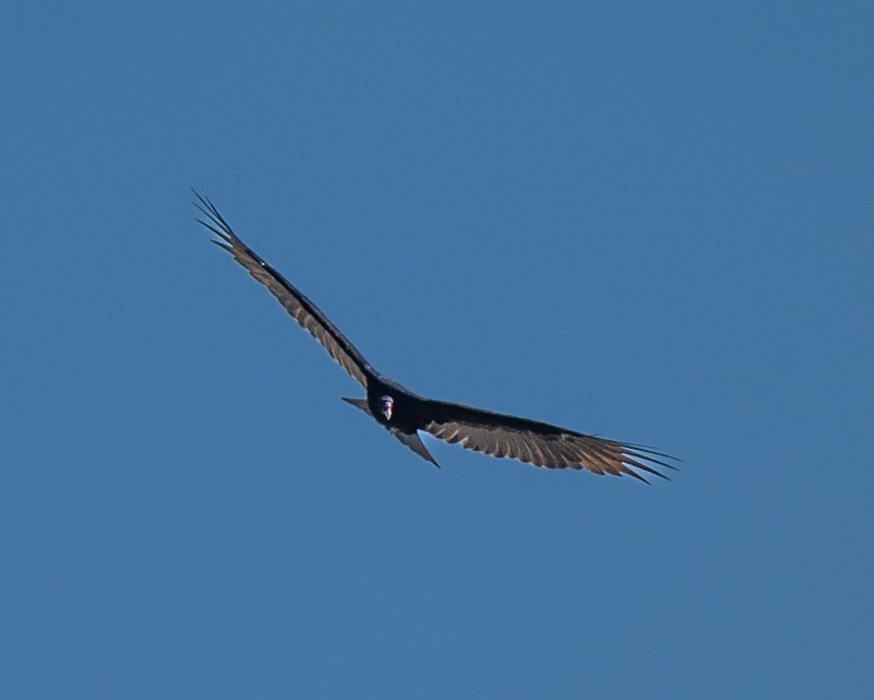 Turkey Vulture - ML642725422