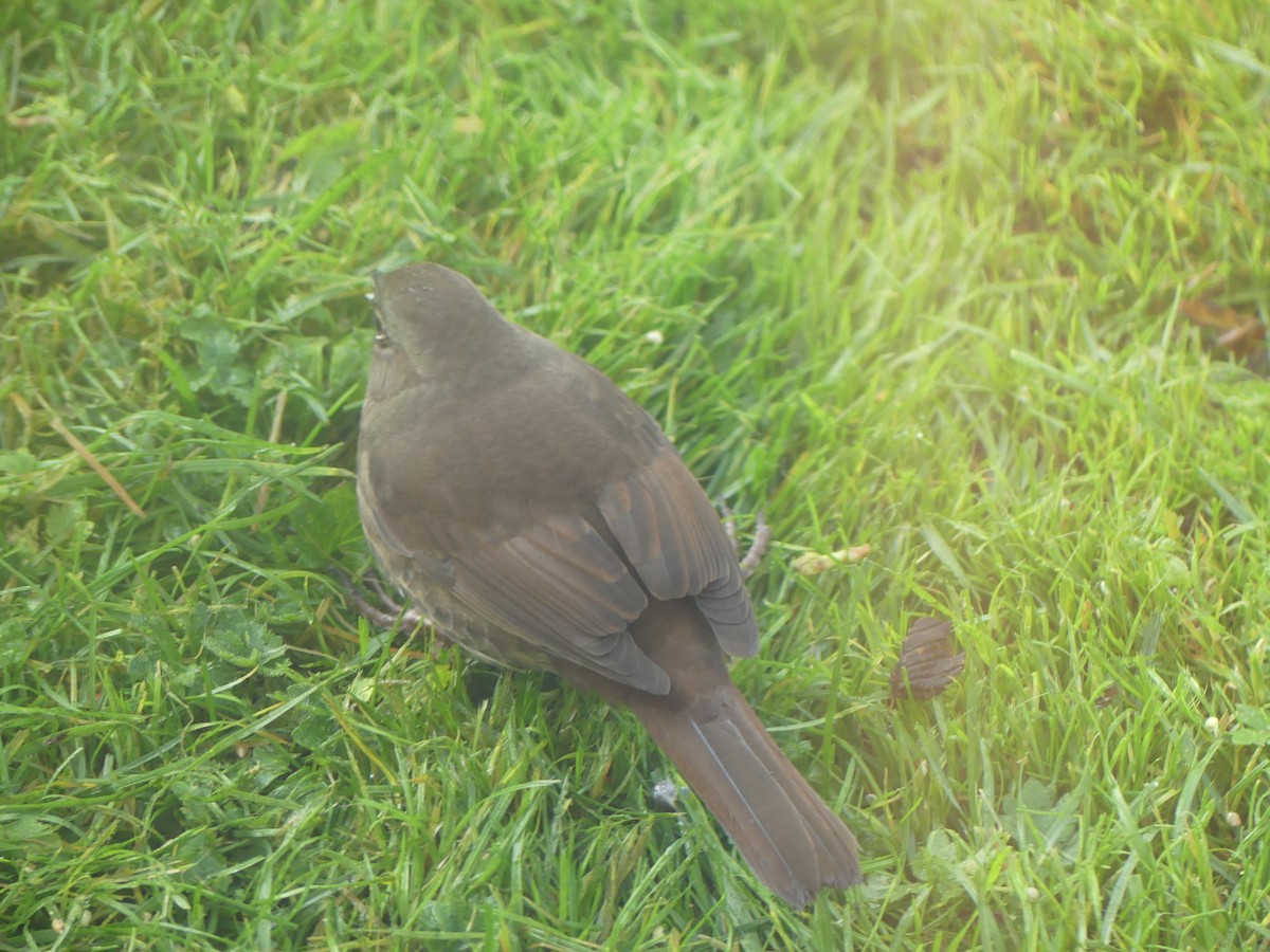 Fox Sparrow (Sooty) - ML642725461