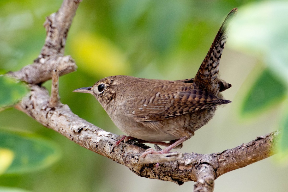 Northern House Wren - ML642725462