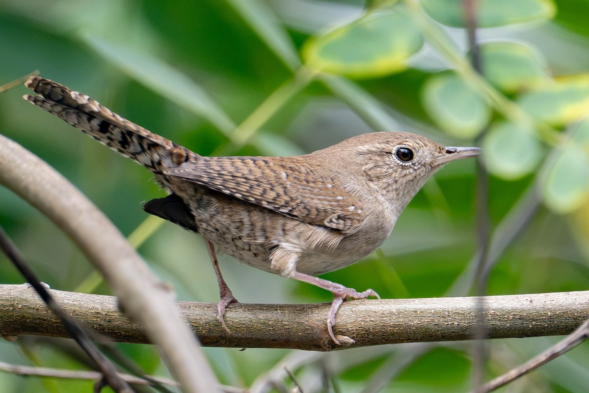 Northern House Wren - ML642725469