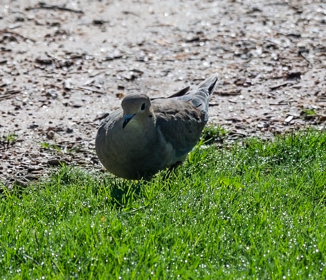 Mourning Dove - ML642725470