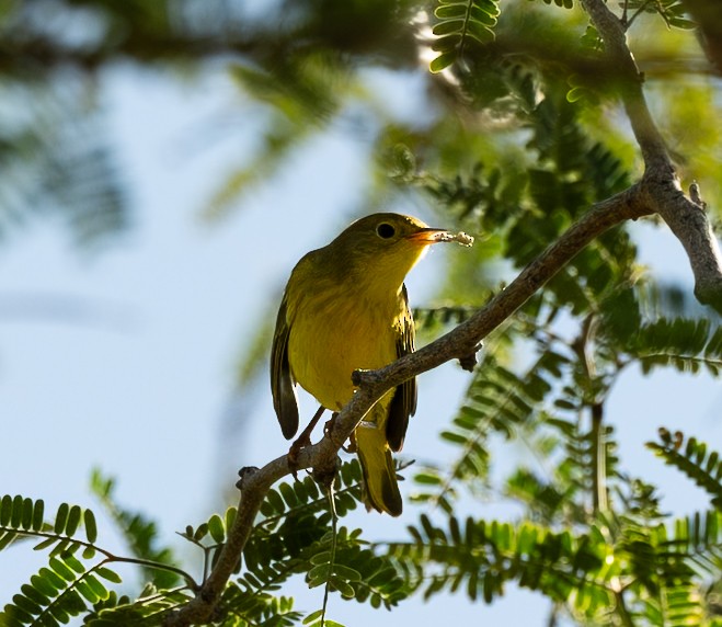 Yellow Warbler - ML642725475