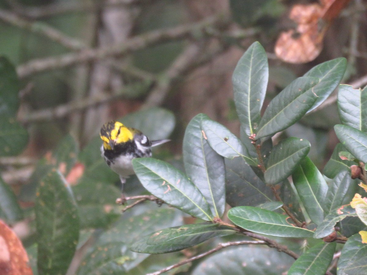 Golden-cheeked Warbler - ML642725478