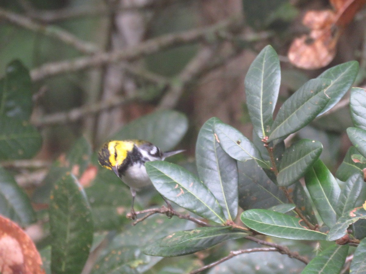Golden-cheeked Warbler - ML642725479