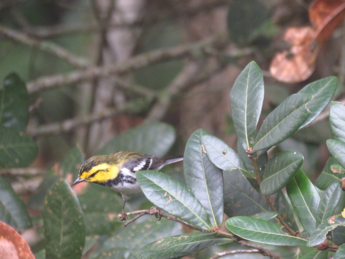 Golden-cheeked Warbler - ML642725480
