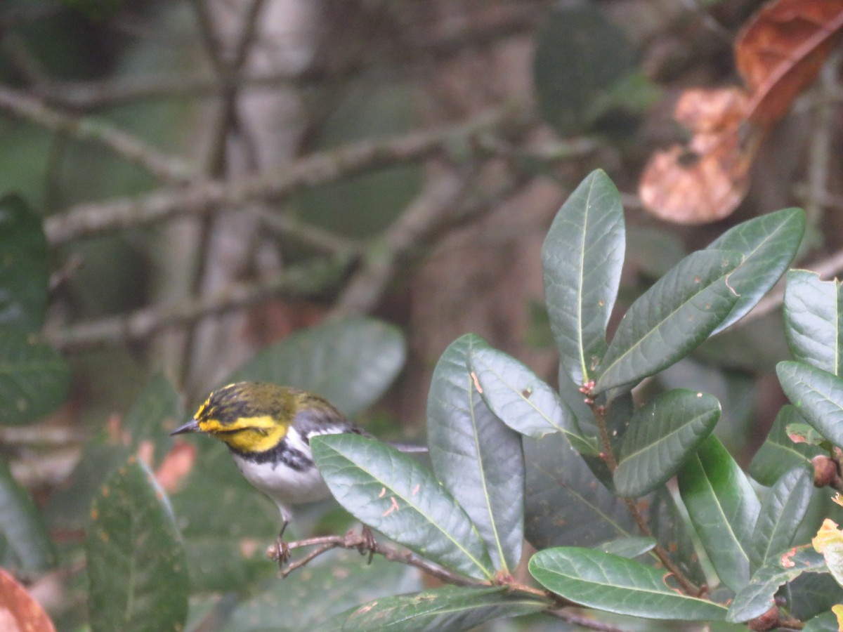 Golden-cheeked Warbler - ML642725481