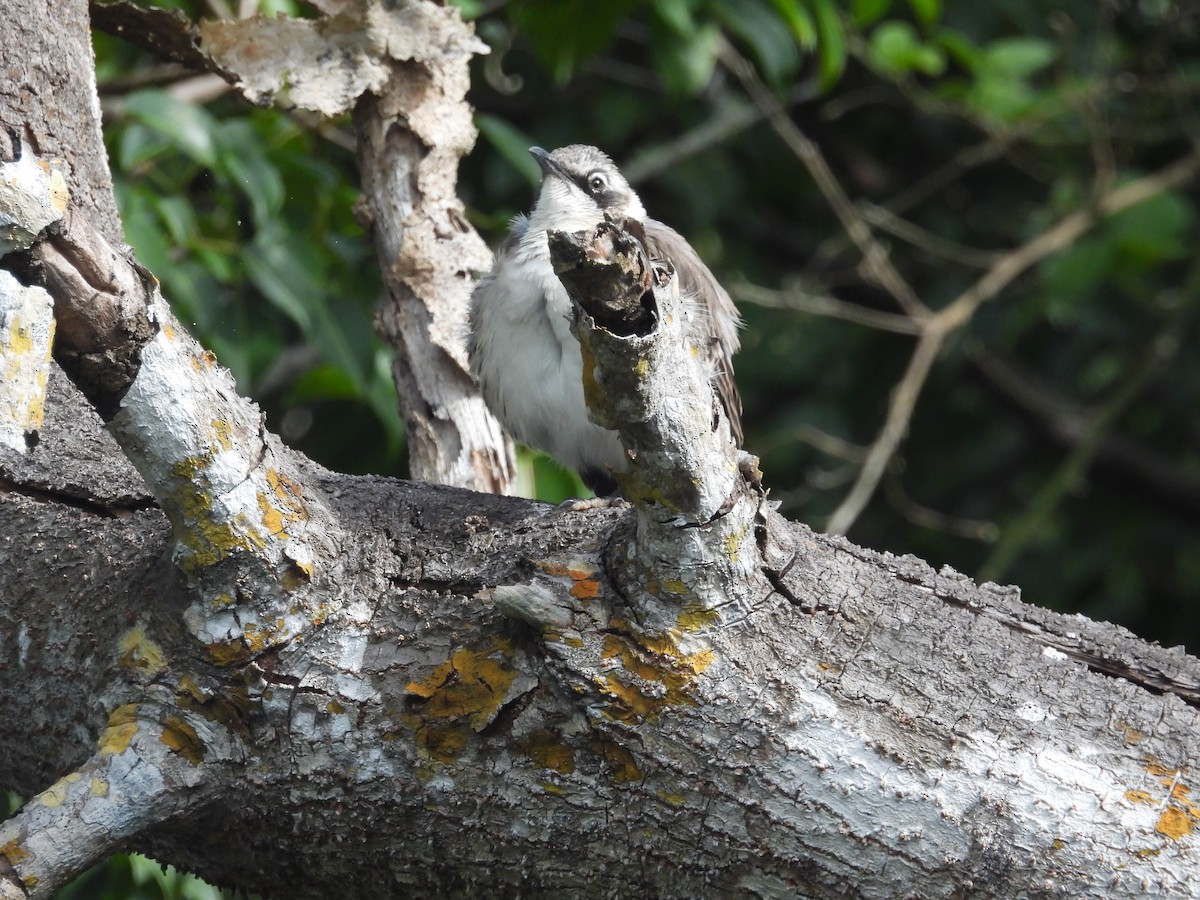 Galapagos Mockingbird - ML642725483