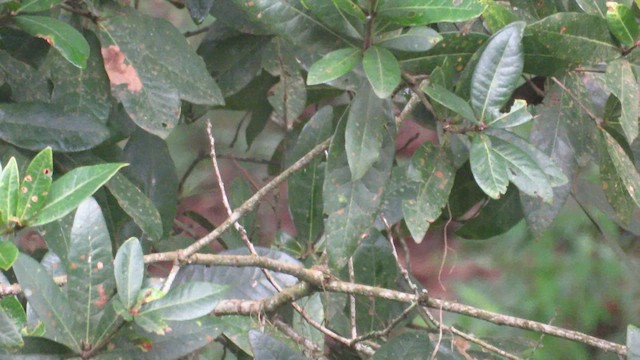 Golden-cheeked Warbler - ML642725485