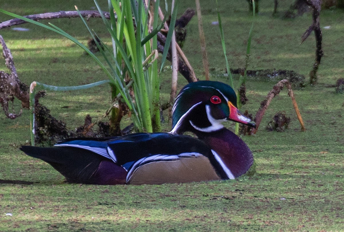 Wood Duck - ML642725496
