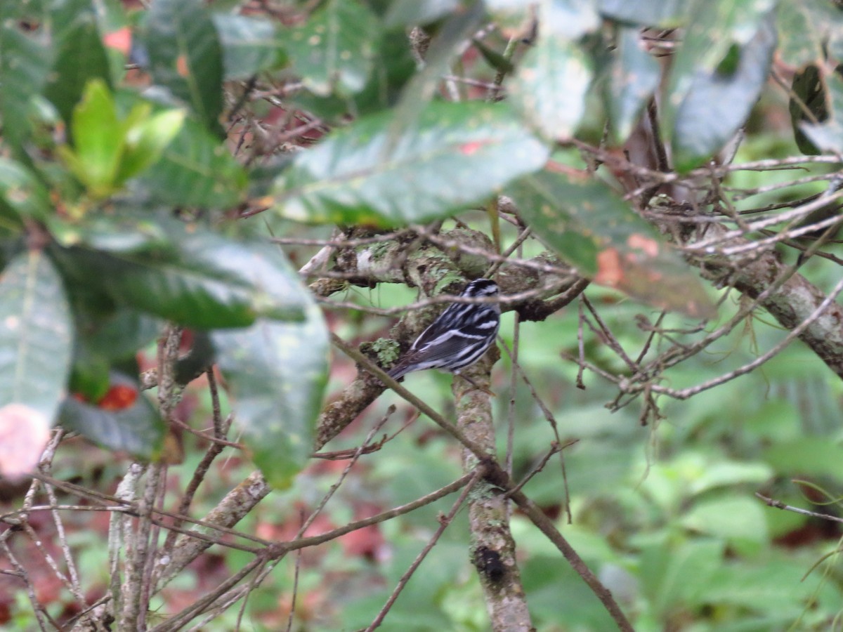 Black-and-white Warbler - ML642725501