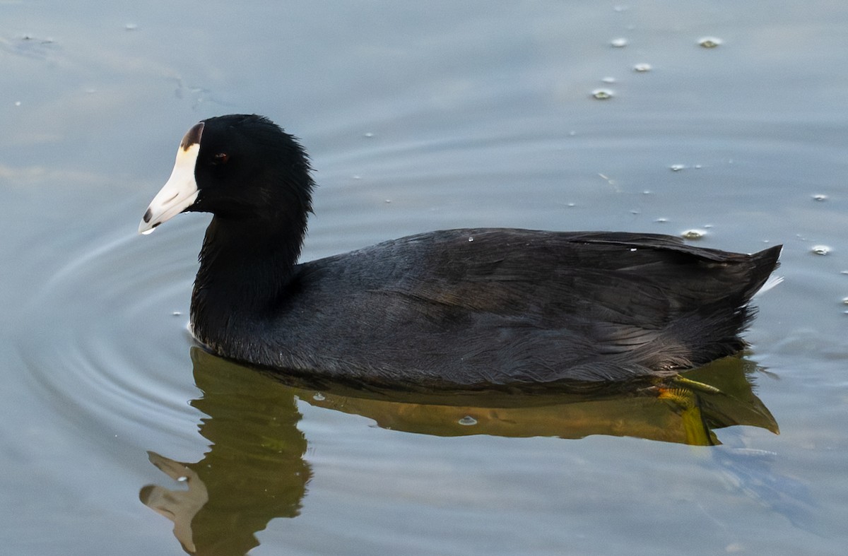 American Coot - ML642725507