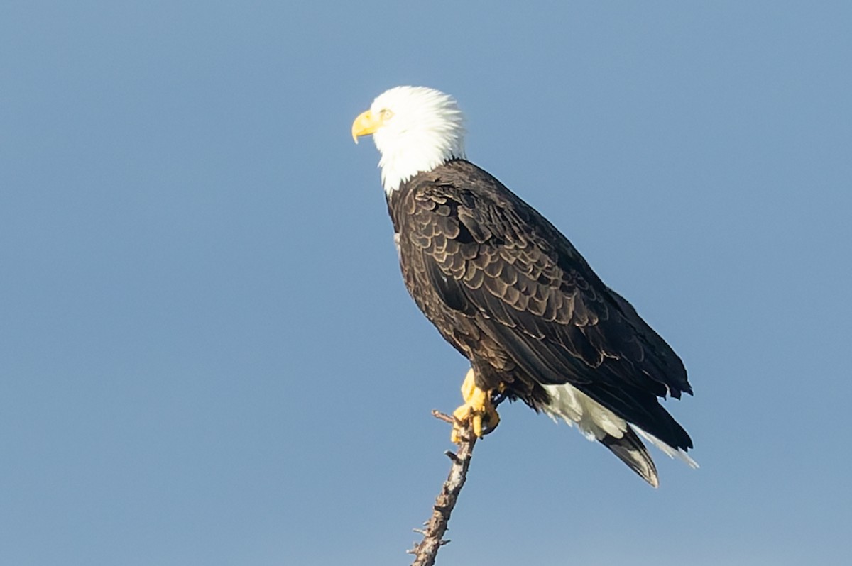 Weißkopf-Seeadler - ML642725509