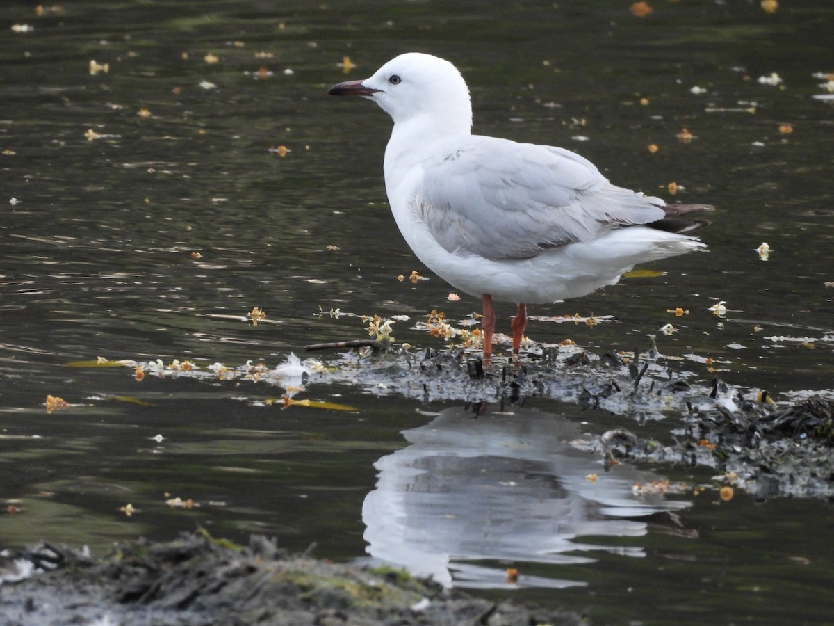 Silver Gull (Silver) - ML642725524