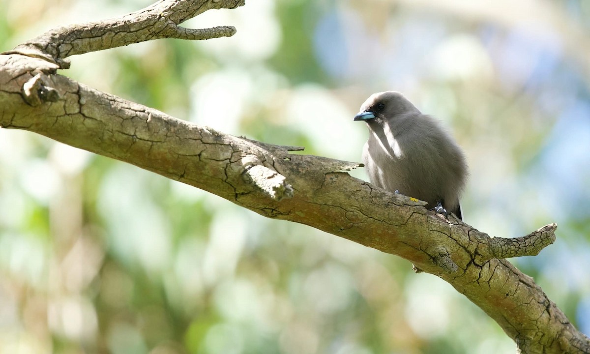 Dusky Woodswallow - ML642725542
