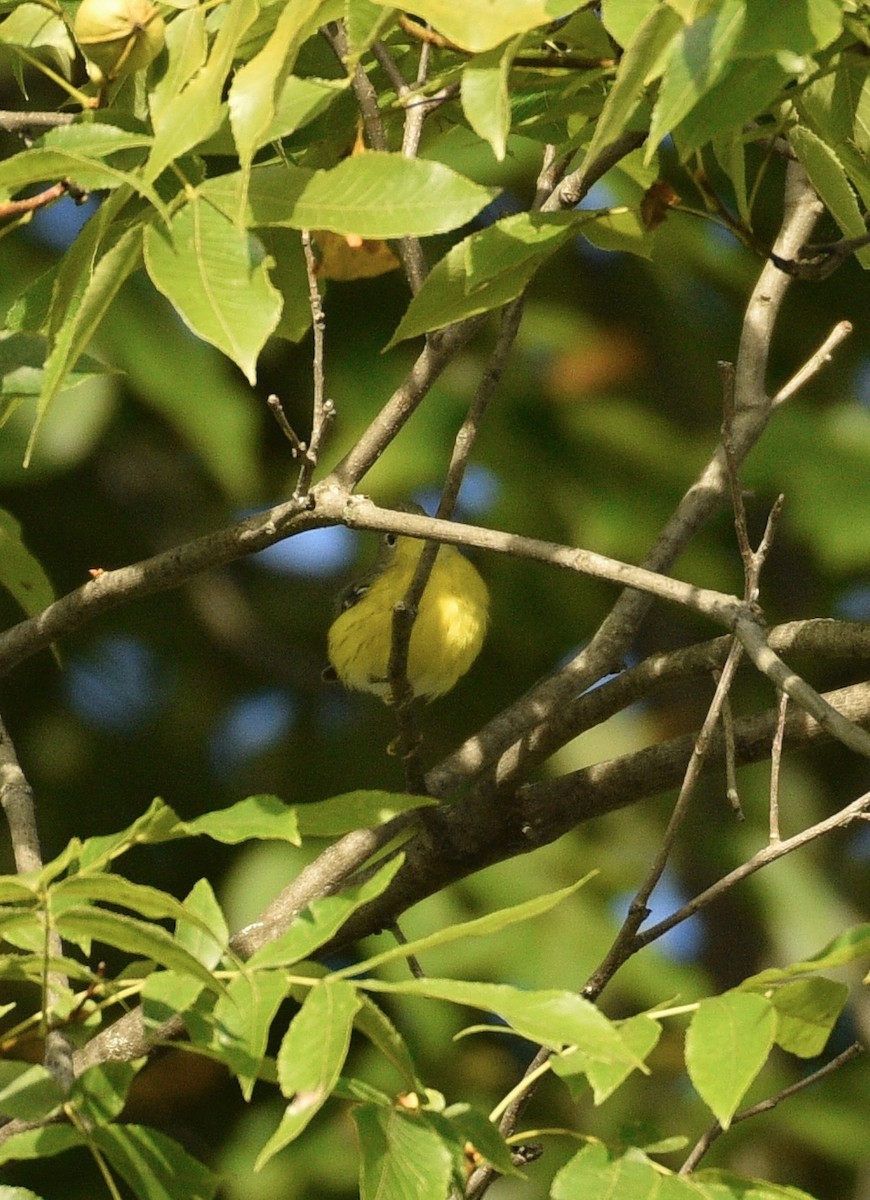 Magnolia Warbler - ML642725544