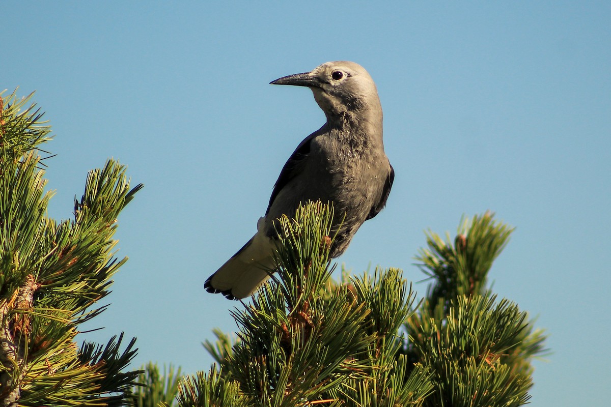 Clark's Nutcracker - ML642725548