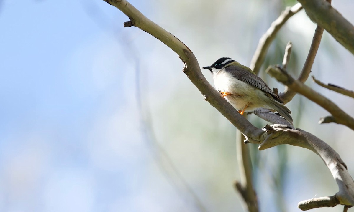 Black-chinned Honeyeater - ML642725571