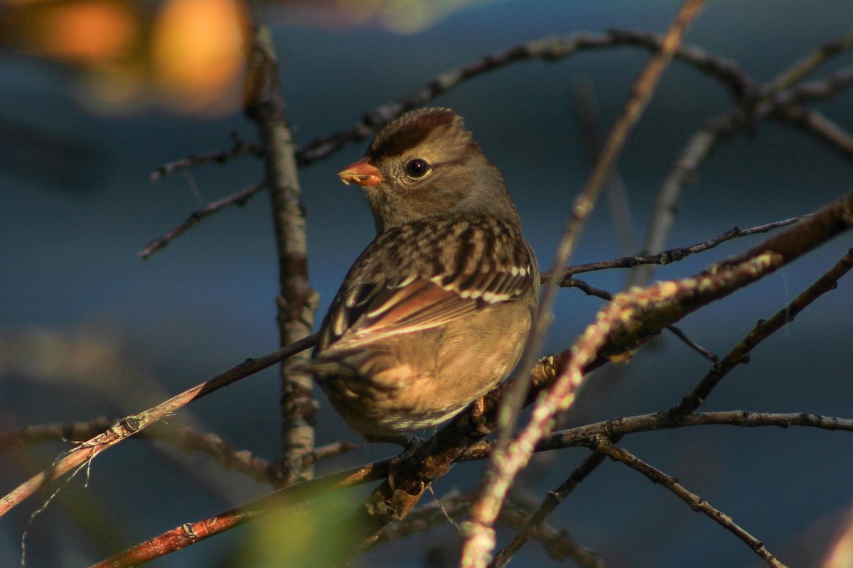 White-crowned Sparrow - ML642725578