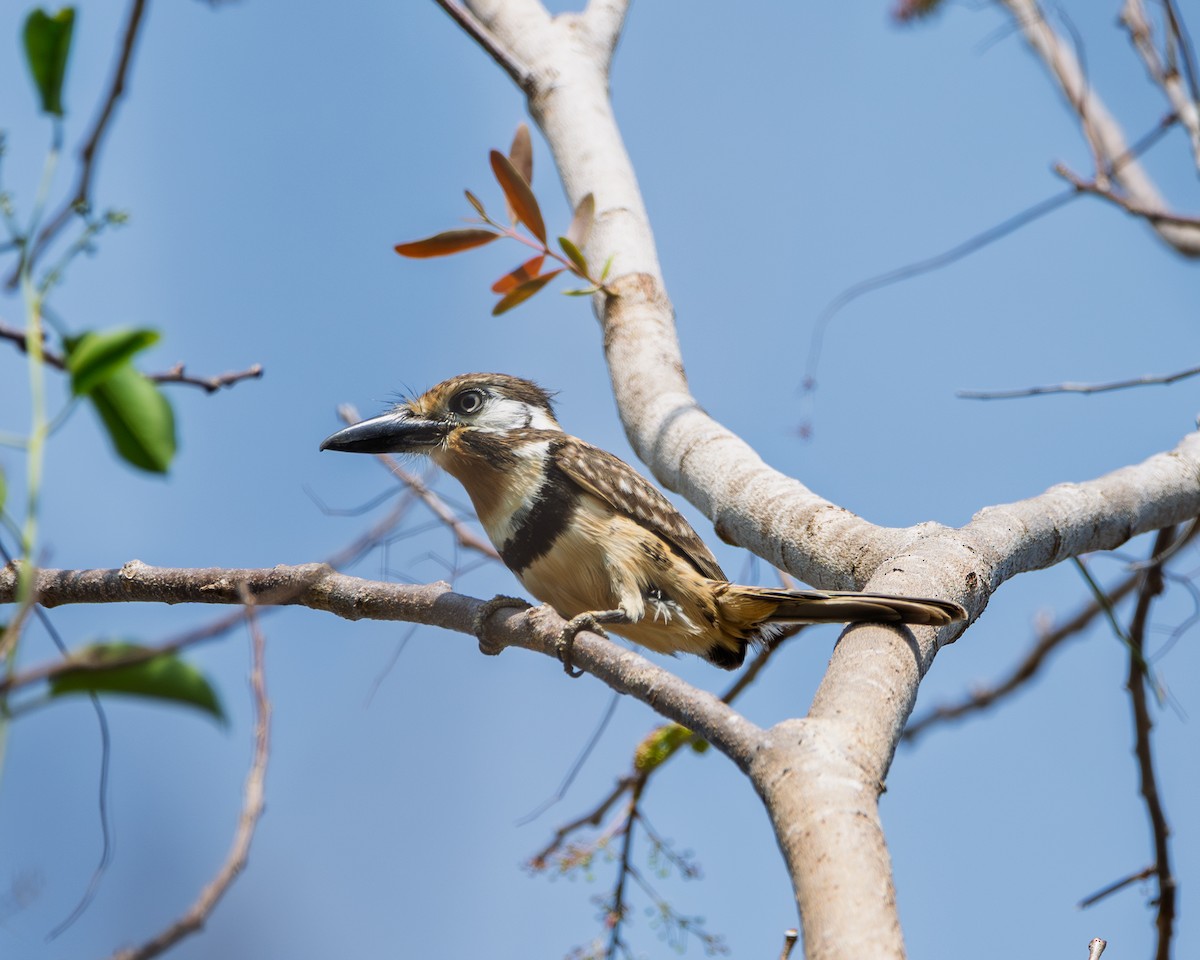 Russet-throated Puffbird - ML642725587