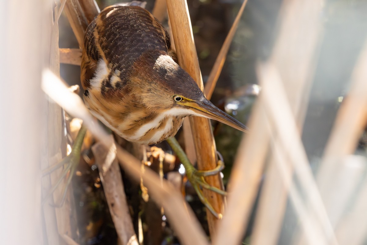 Least Bittern - ML642725589
