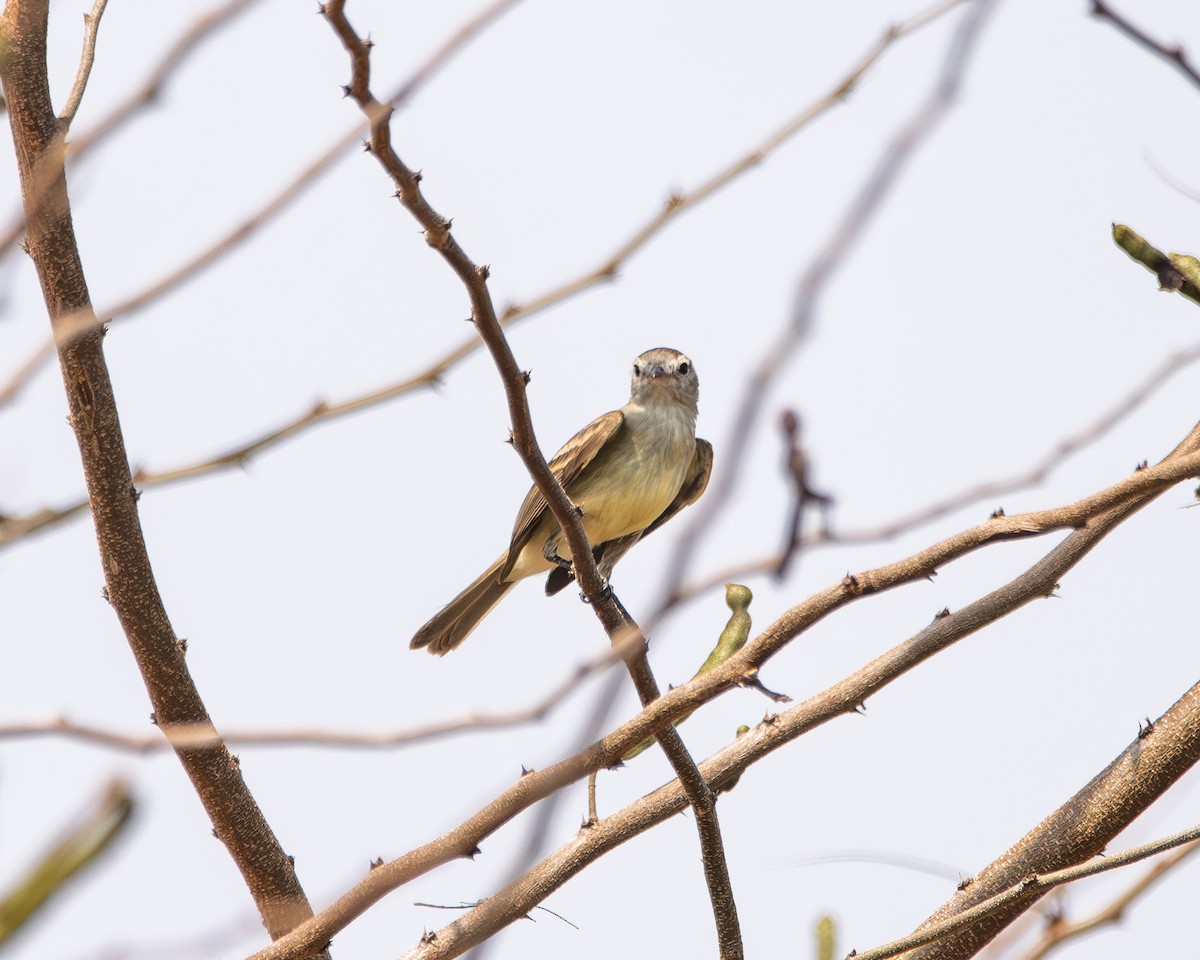 Mouse-colored Tyrannulet (Northern) - ML642725596