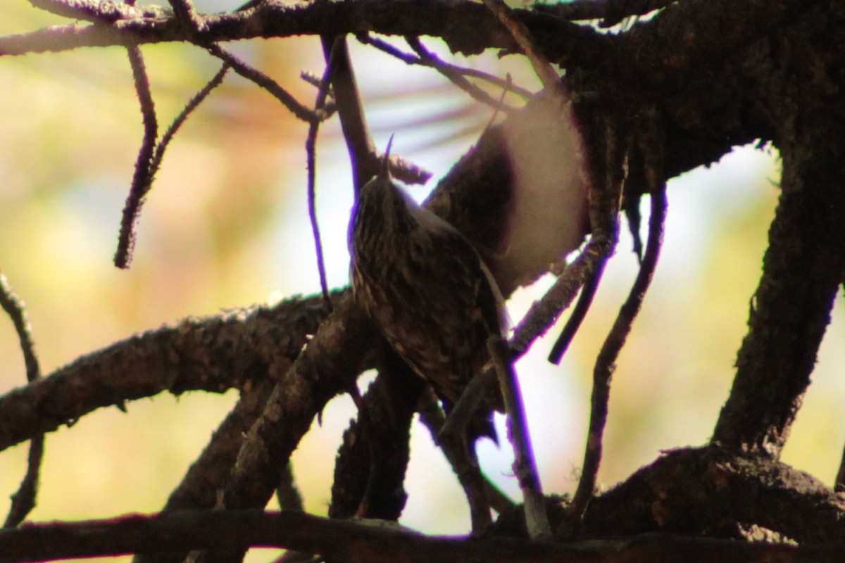 Brown Creeper - ML642725597