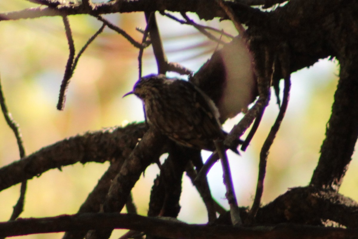 Brown Creeper - ML642725598