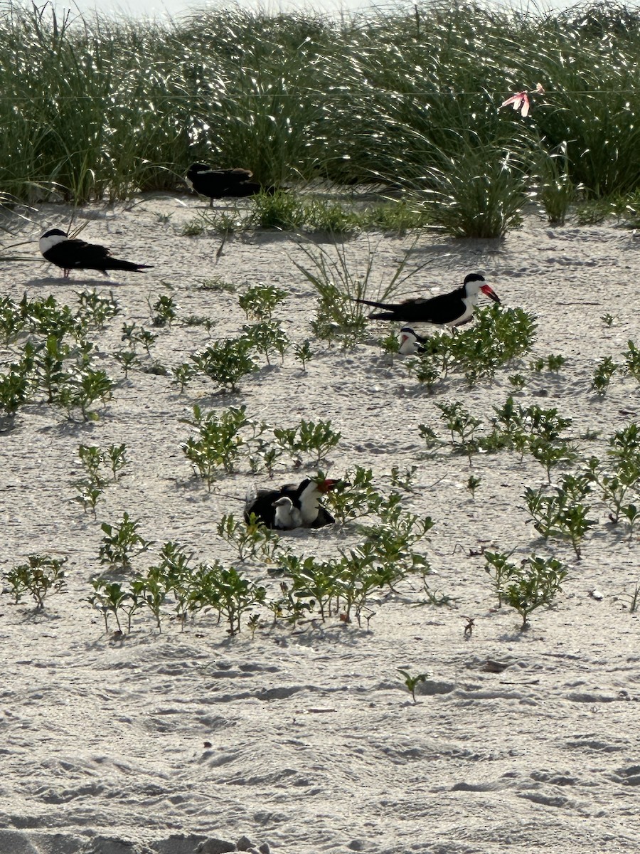 Black Skimmer - ML642725603