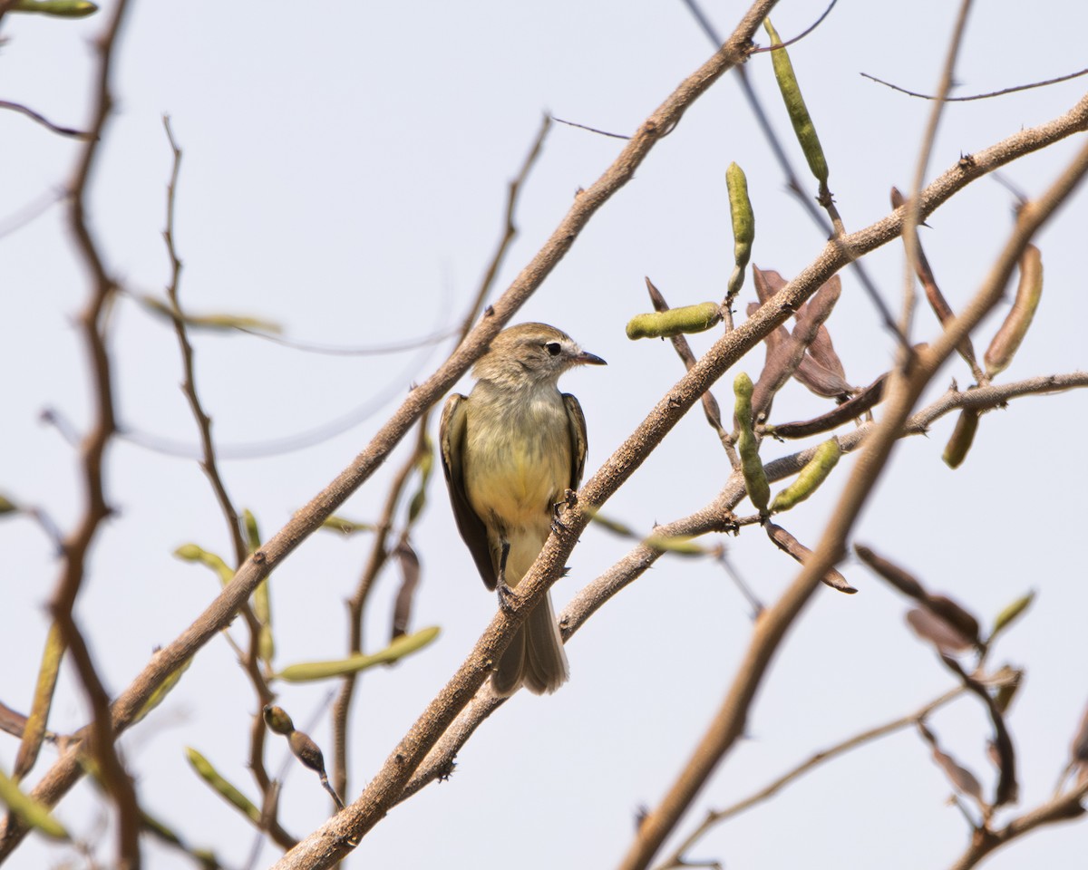 Mouse-colored Tyrannulet (Northern) - ML642725619