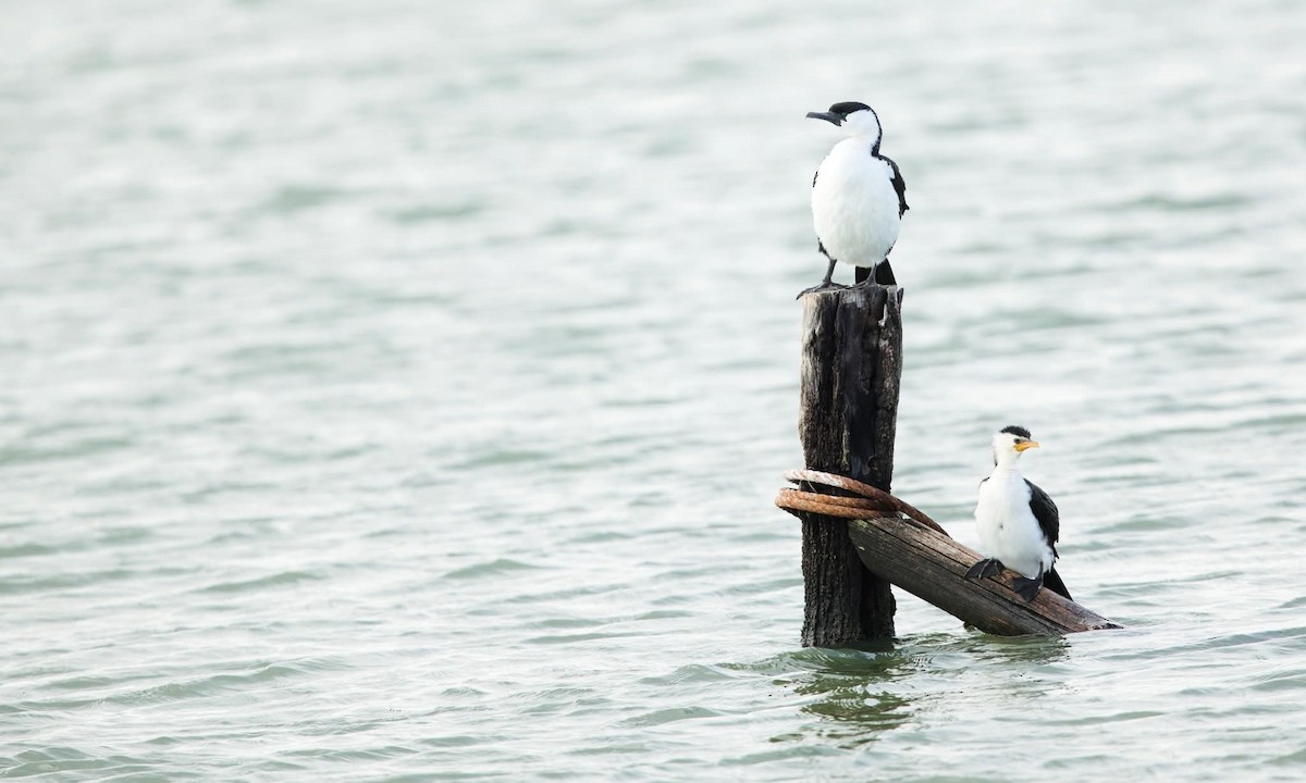 Cormorán Carinegro - ML642725621