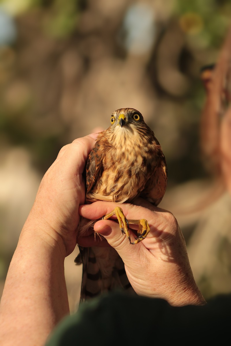 Sharp-shinned Hawk - ML642725622