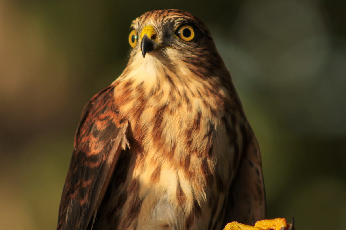 Sharp-shinned Hawk - ML642725623