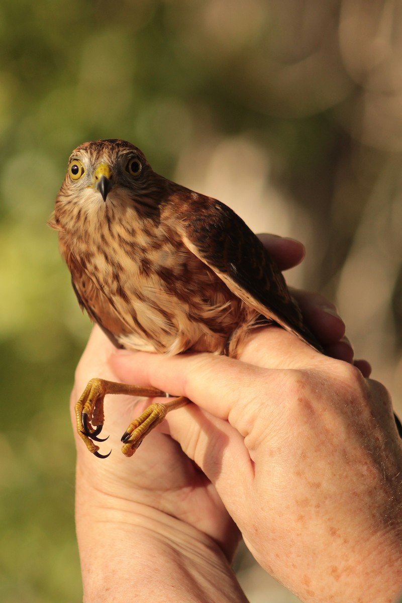 Sharp-shinned Hawk - ML642725624