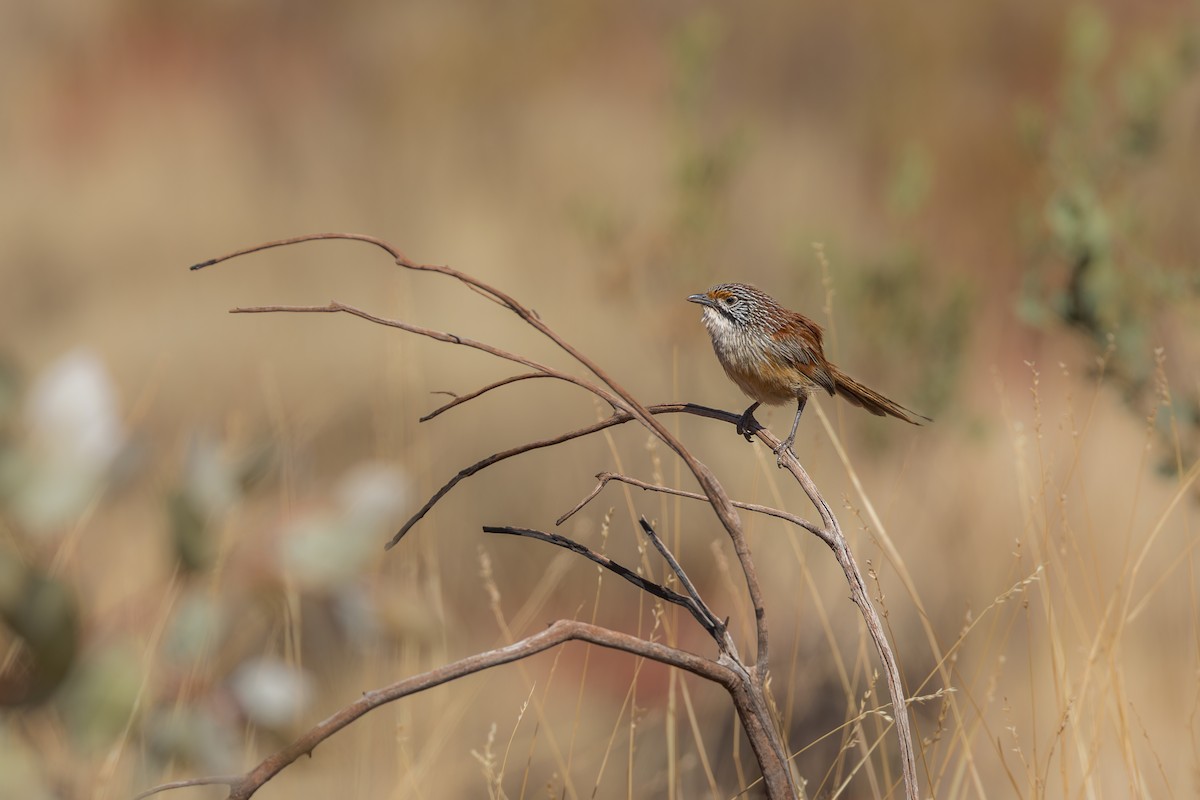 Pilbara Grasswren - ML642725629