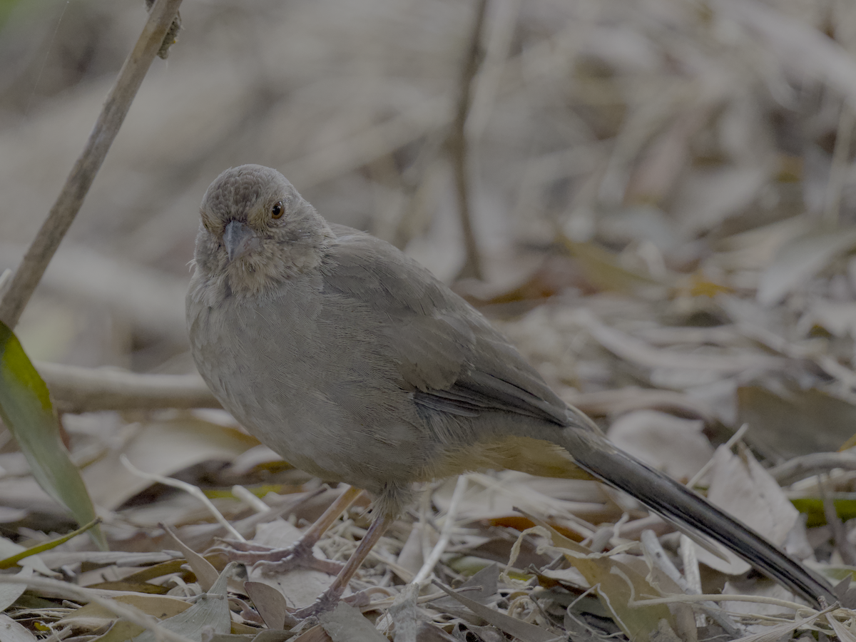 California Towhee - ML642725648
