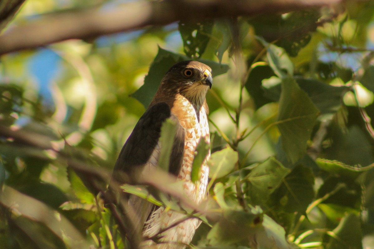 Cooper's Hawk - ML642725655